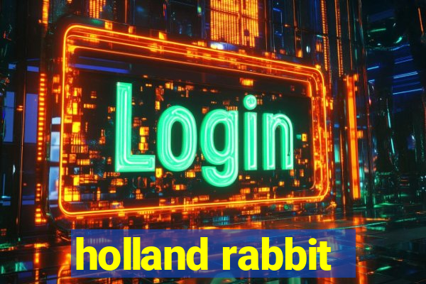 holland rabbit