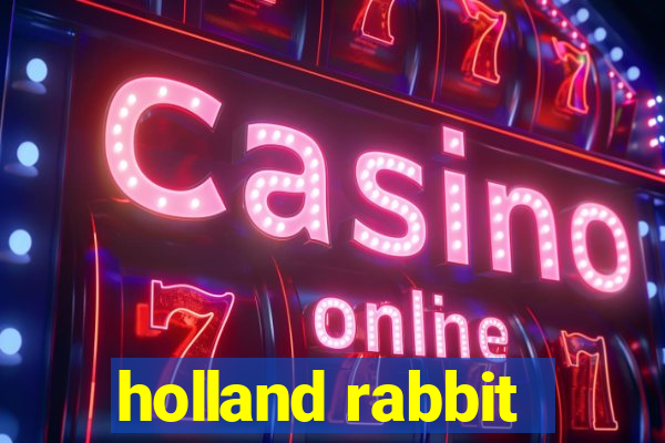 holland rabbit