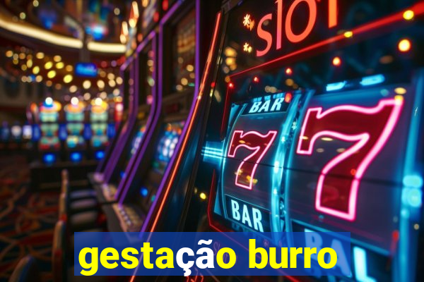 gestação burro