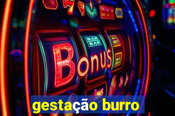 gestação burro