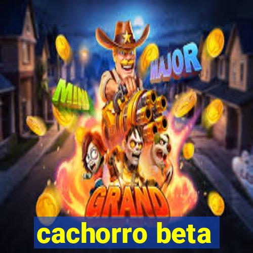 cachorro beta