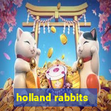 holland rabbits