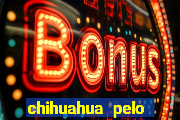 chihuahua pelo longo porto alegre