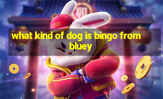 what kind of dog is bingo from bluey