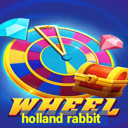 holland rabbit