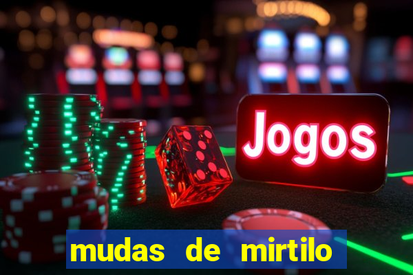 mudas de mirtilo em porto alegre