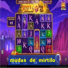 mudas de mirtilo em porto alegre