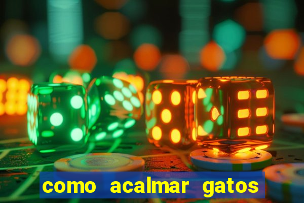 como acalmar gatos agitados a noite