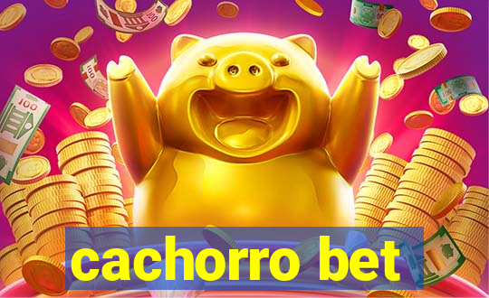 cachorro bet