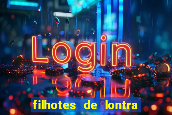 filhotes de lontra para vender