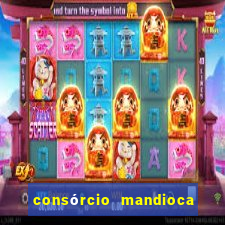 consórcio mandioca e milho