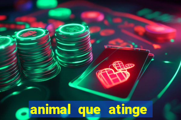 animal que atinge 230 decib茅is