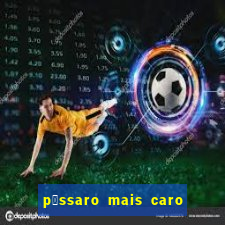 p谩ssaro mais caro do mundo