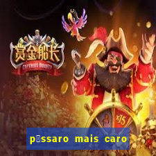 p谩ssaro mais caro do mundo