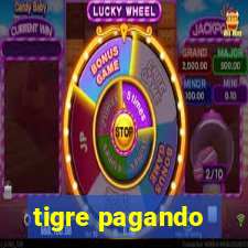 tigre pagando