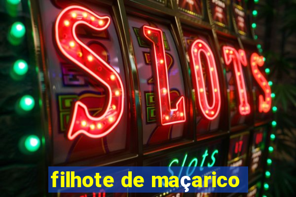 filhote de maçarico